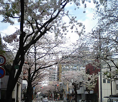 桜