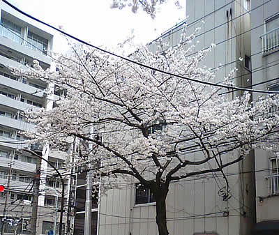 桜