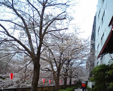 桜