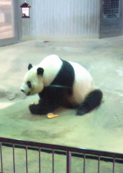 パンダ